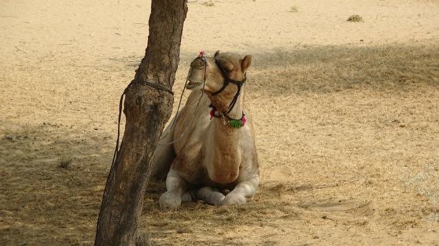 Urlaub in Indien 2016